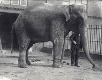 Indian Elephant, Assam Lukhi, with Keeper at London Zoo, April 1914 by Frederick William Bond